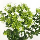 ※販売期間外※【生花】中里園芸のハマナデシコ　グリーンスパーク　50ｃｍ-（白花）