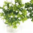 【生花】中里園芸のハマナデシコ　グリーンスパーク(白花付き)