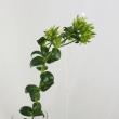 【生花】中里園芸のハマナデシコ　グリーンスパーク(白花付き)
