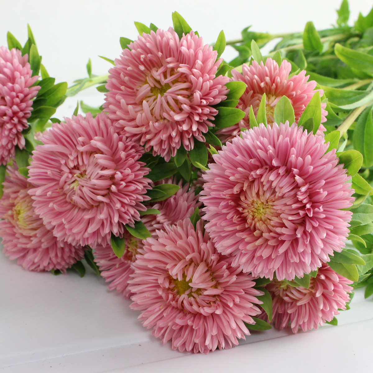 生花】大輪アスター ボブサーモン(サーモンピンク)長野など (1輪タイプ