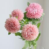 生花】大輪アスター ボブサーモン(ピンク)スプレータイプ フルール