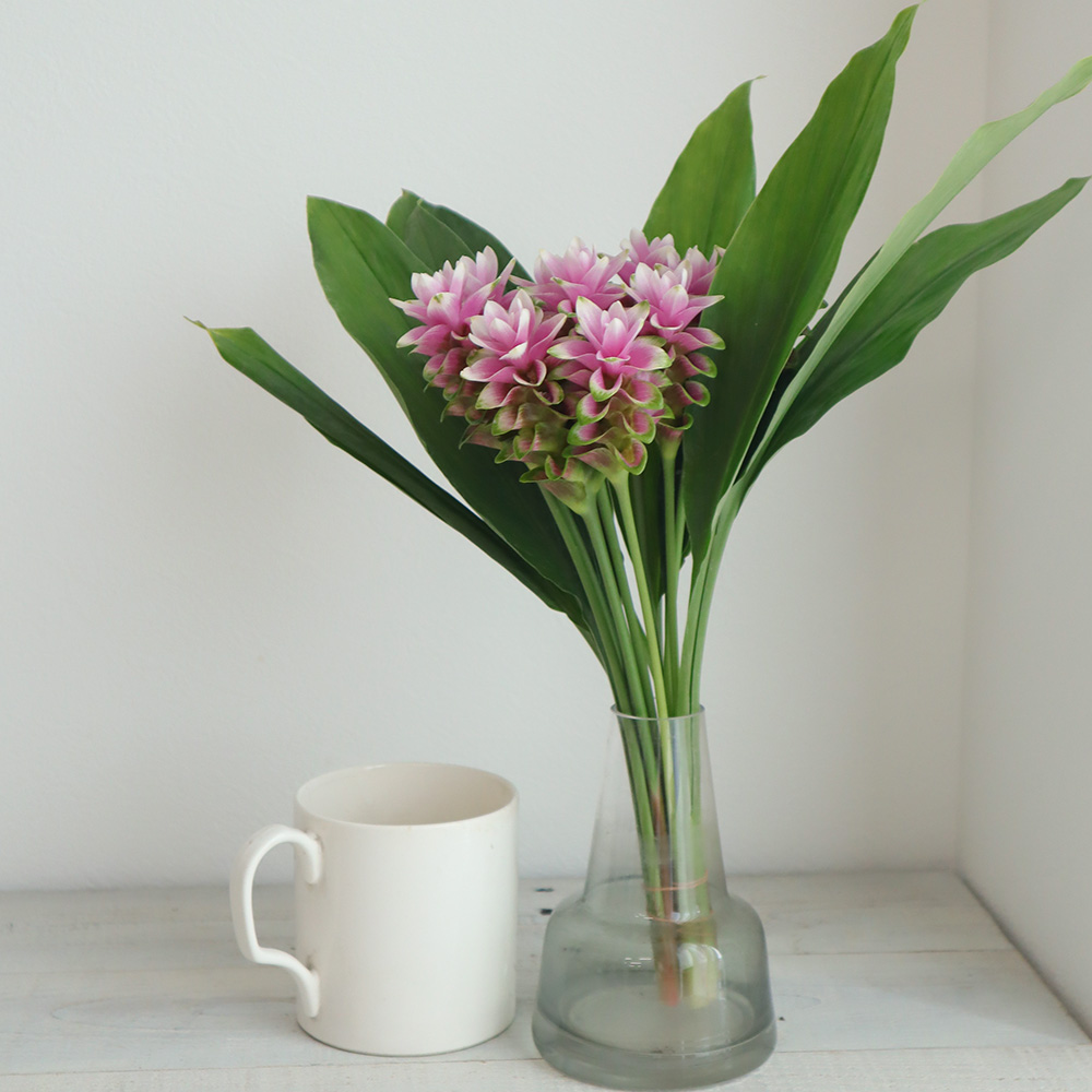 生花 糸島クルクマ パルビフローラ 小輪ピンク系 40cm程度 Fj 通販 はなどんやアソシエ 生花 糸島クルクマ パルビフローラ 小輪ピンク系 40cm程度 Fj 通販 はなどんやアソシエ