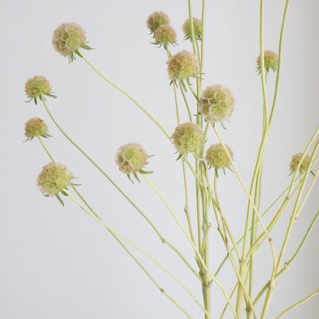 【生花】ステルンクーゲルスプレー:3輪付き　中庄農園　or-2