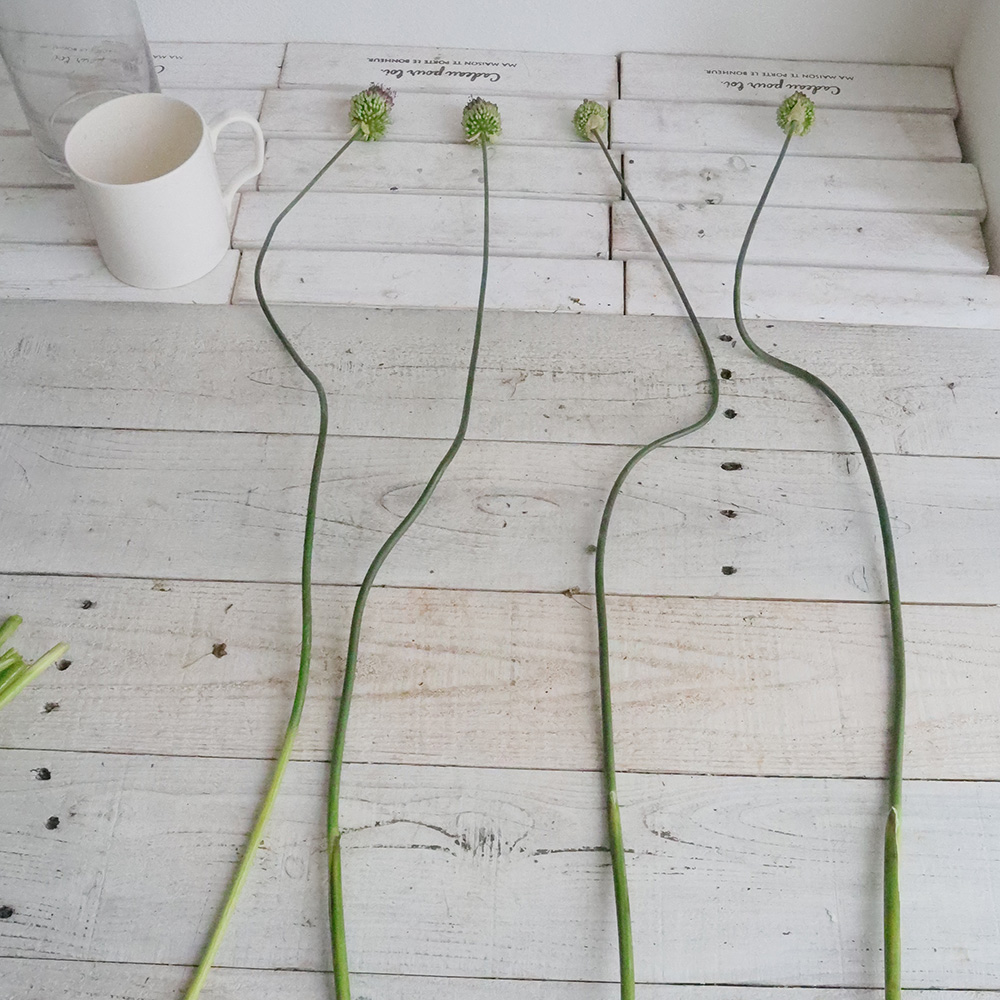 生花 アリウム 丹頂中庄農園 通販 はなどんやアソシエ