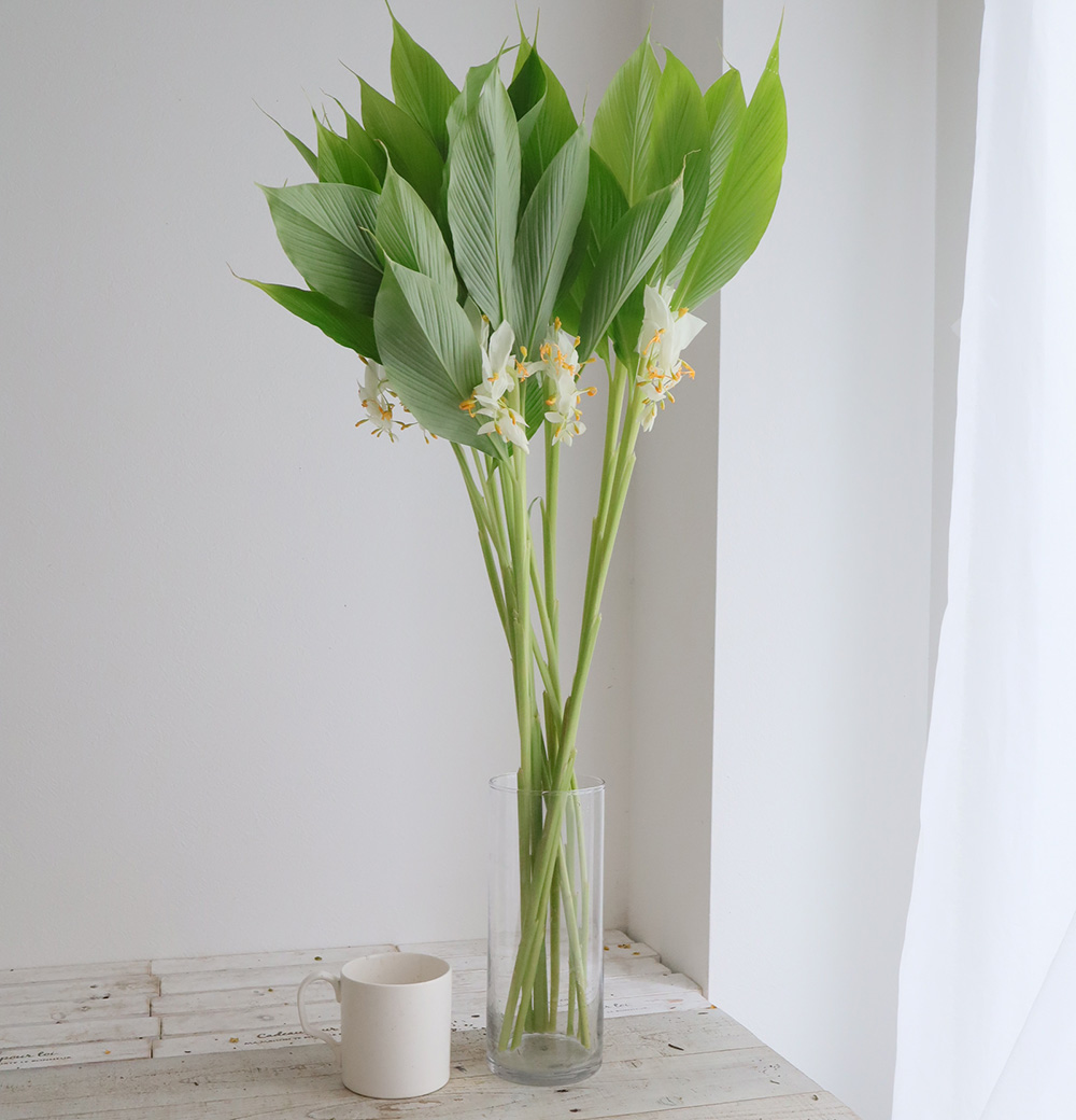 ラスト！激ヤバ実生選抜 【 Loop plants 005 】 検 冰雹 麻花龍 Day272