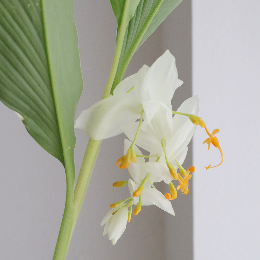 生花】届日限定 グロッバ ホワイトドラゴン:毎週土日届のみ☆早