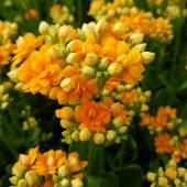 生花】細谷さんのカランコエ ウォームイエロー(黄) 【OT】 - 花材通販