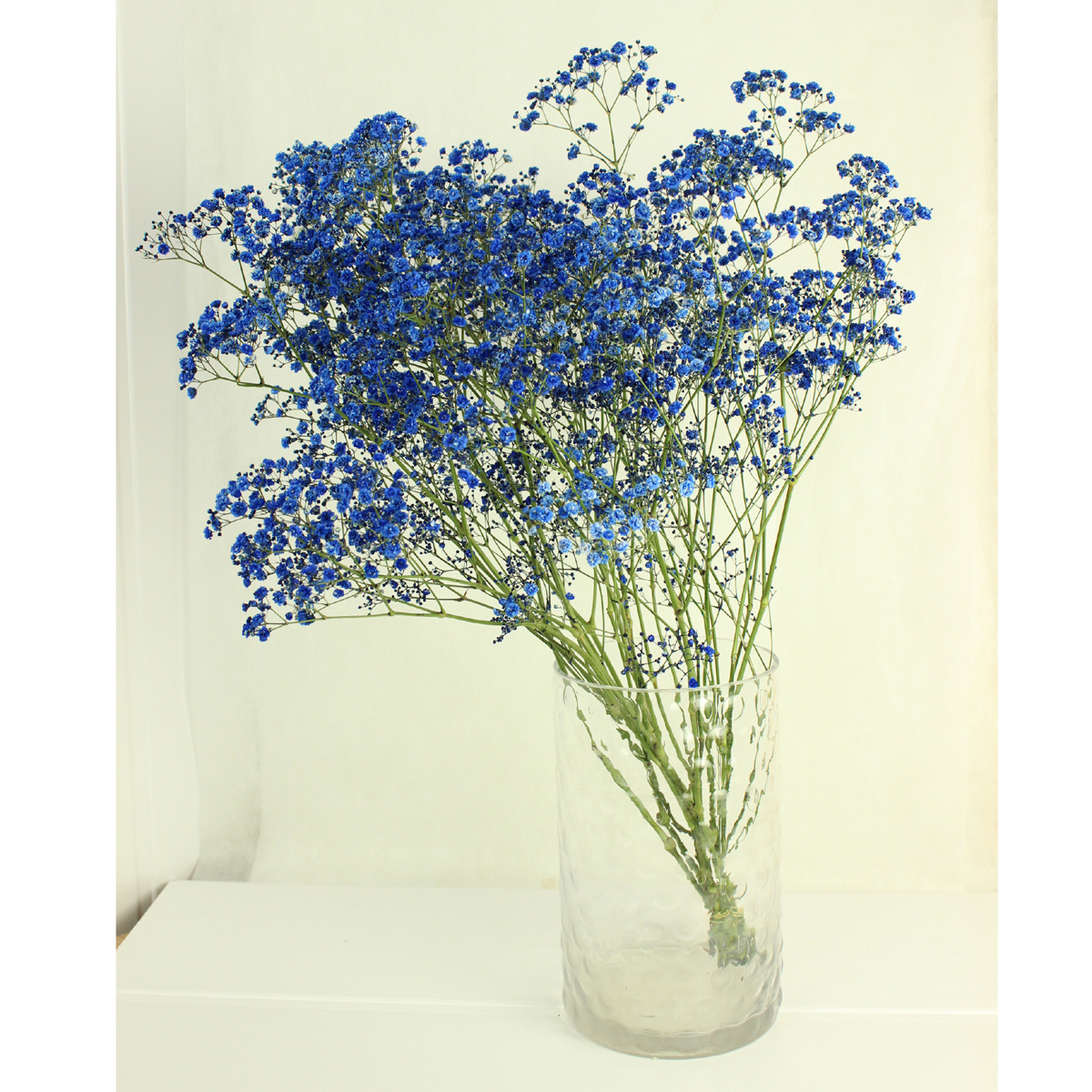 生花】【FJ】カスミ草 ロイヤルブルー染め(輸入・60cm)☆早締切-71