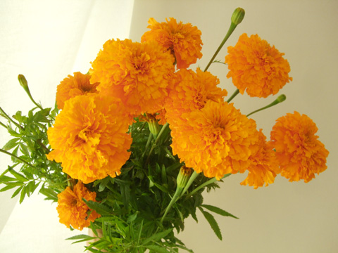 生花】中里園芸のマリーゴールド キースオレンジ 40cm - 花材通販は