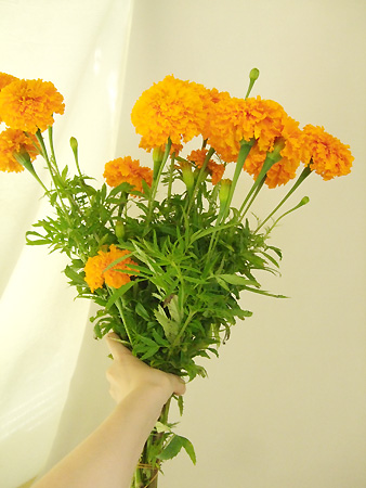 生花 中里園芸のマリーゴールド キースオレンジ 40cm 通販 はなどんやアソシエ 生花 中里園芸のマリーゴールド キースオレンジ 40cm 通販 はなどんやアソシエ