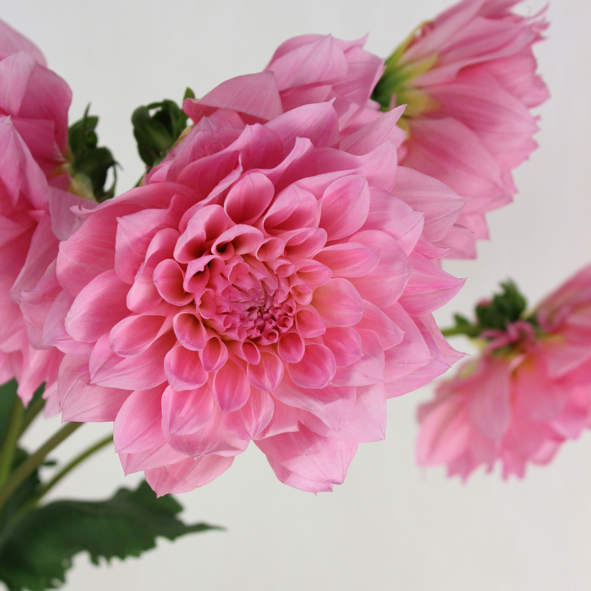 ABYSS TAENIA タエニア ピンク ピンクダイヤモンド Fancy Deep Purple Pink SI2 クッション