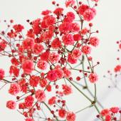 生花】【FJ】カスミ草 レッド染め(輸入・60cm)☆早締切-71 - 花材通販