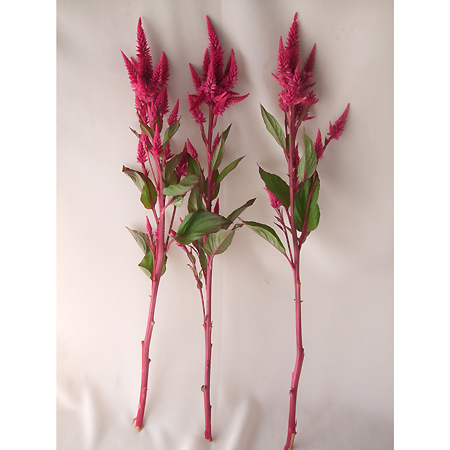 生花 セロシア 赤 通販 はなどんやアソシエ 生花 セロシア 赤 通販 はなどんやアソシエ