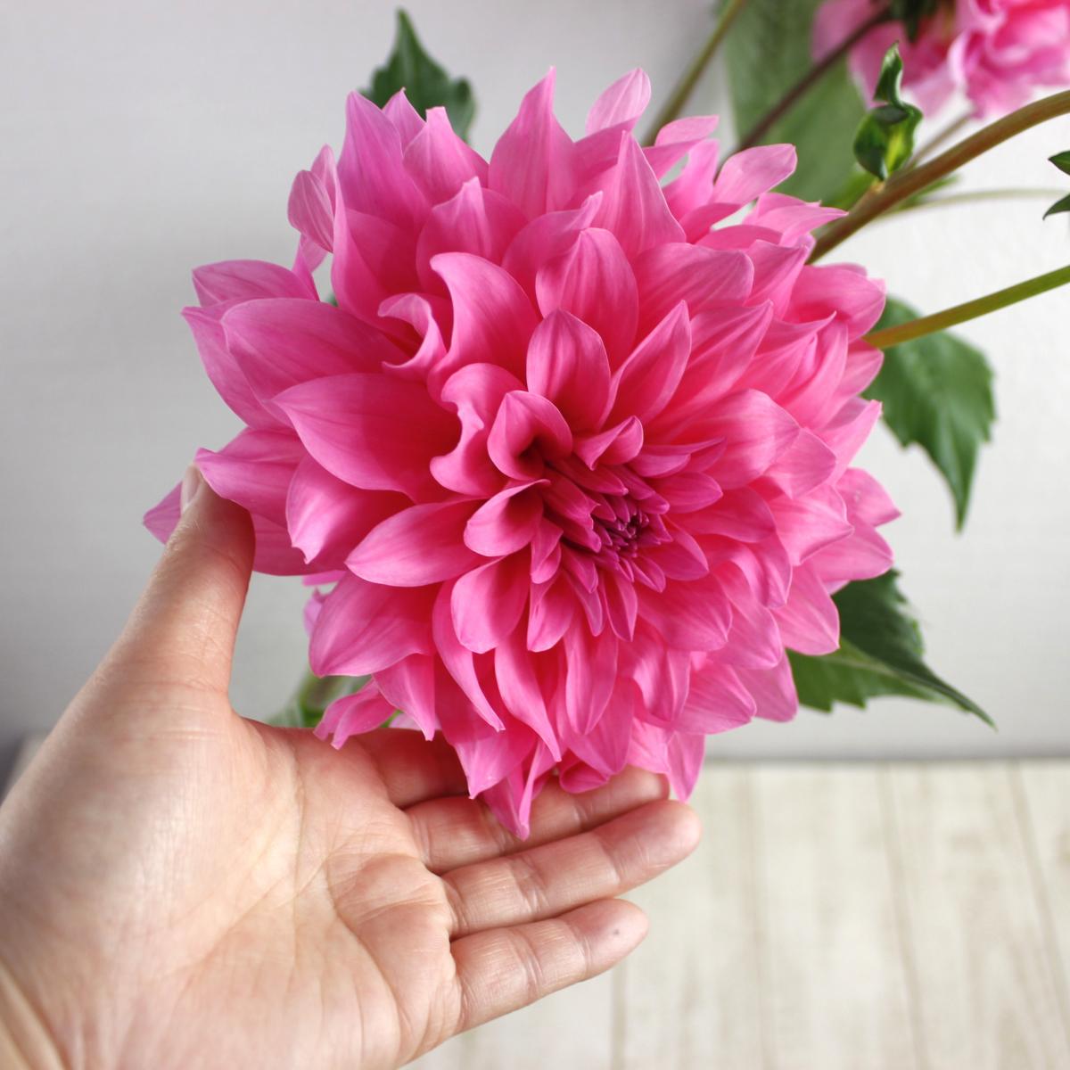 直前 ダリア ピンククォーツ ピンク 金井園芸 5本売り 生花 通販 はなどんやアソシエ 直前 ダリア ピンククォーツ ピンク 金井園芸 5本売り 生花 通販 はなどんやアソシエ