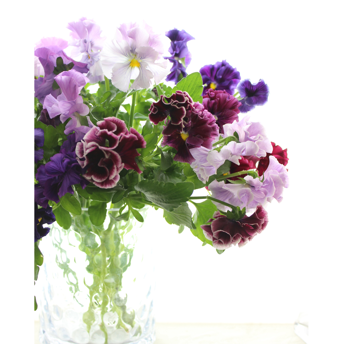 直前 パンジー フリルラベンダー うす紫 花職人aizu25cm程度 生花 通販 はなどんやアソシエ 直前 パンジー フリルラベンダー うす紫 花職人aizu25cm程度 生花 通販 はなどんやアソシエ