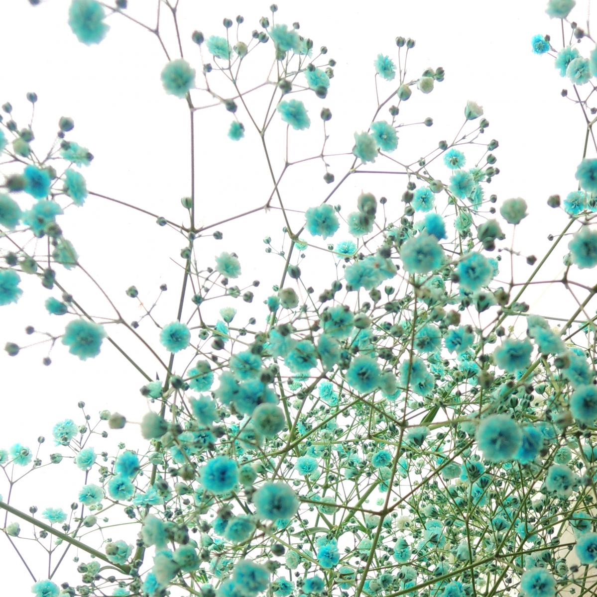 生花】【手配済み】カスミ草 水色染め(輸入・60cm)☆早締切 - 花