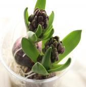 【直前!!!】球根つき切花ヒヤシンス（紫）パープルセンセーション