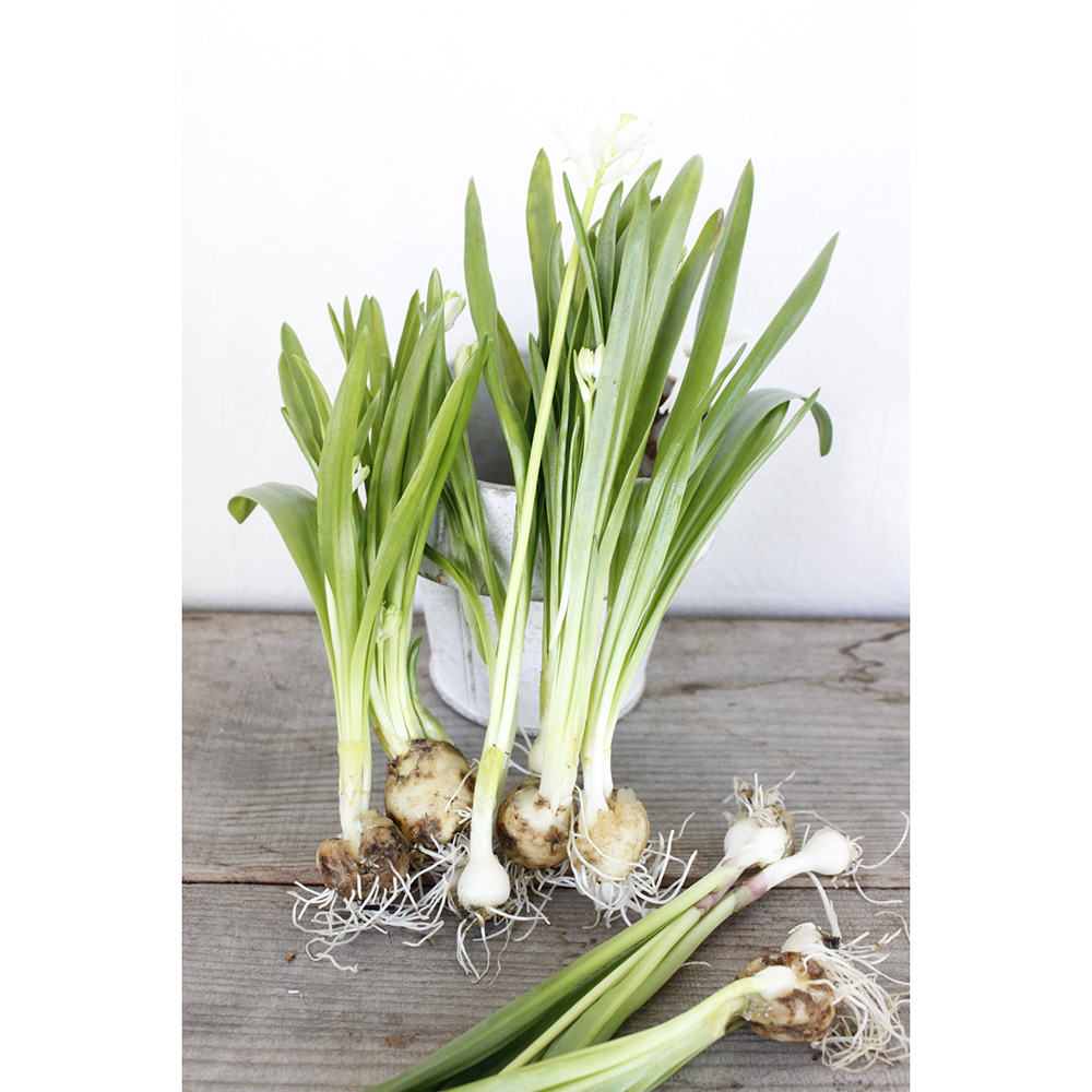 直前 初入荷 球根つきシラー 色ミックス 30cm 高岡市農協 生花 通販 はなどんやアソシエ 直前 初入荷 球根つきシラー 色ミックス 30cm 高岡市農協 生花 通販 はなどんやアソシエ