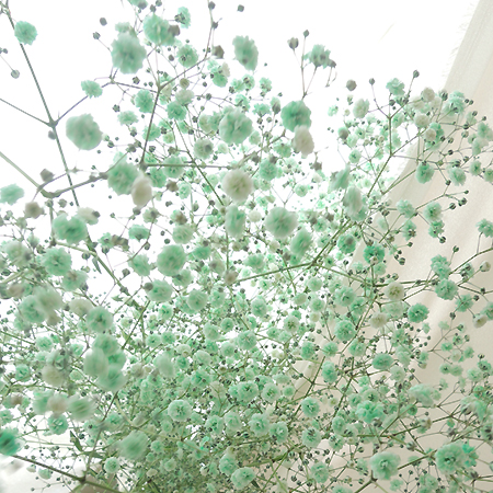 生花】【FJ】カスミ草 エメラルドグリーン染め(輸入・60cm)☆早締切-71 