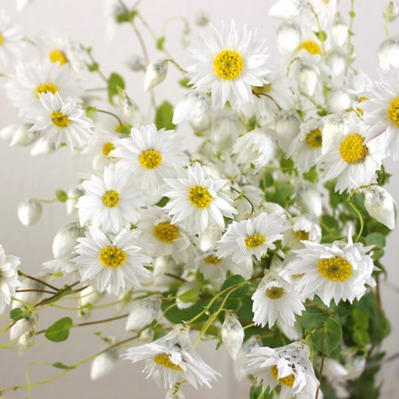 生花 ローダンセ マキュラータホワイト 白 40cm Fj 通販 はなどんやアソシエ 生花 ローダンセ マキュラータホワイト 白 40cm Fj 通販 はなどんやアソシエ