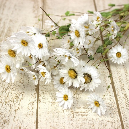 ドライ】J・flow/ローダンセ マキュラータホワイト::【L1-10】 - 花材