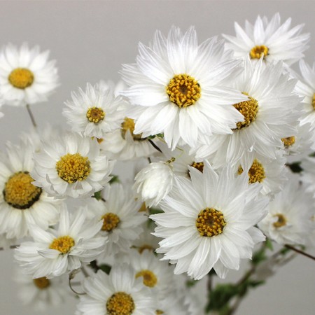 ドライ】J・flow/ローダンセ マキュラータホワイト::【L1-10】 - 花材