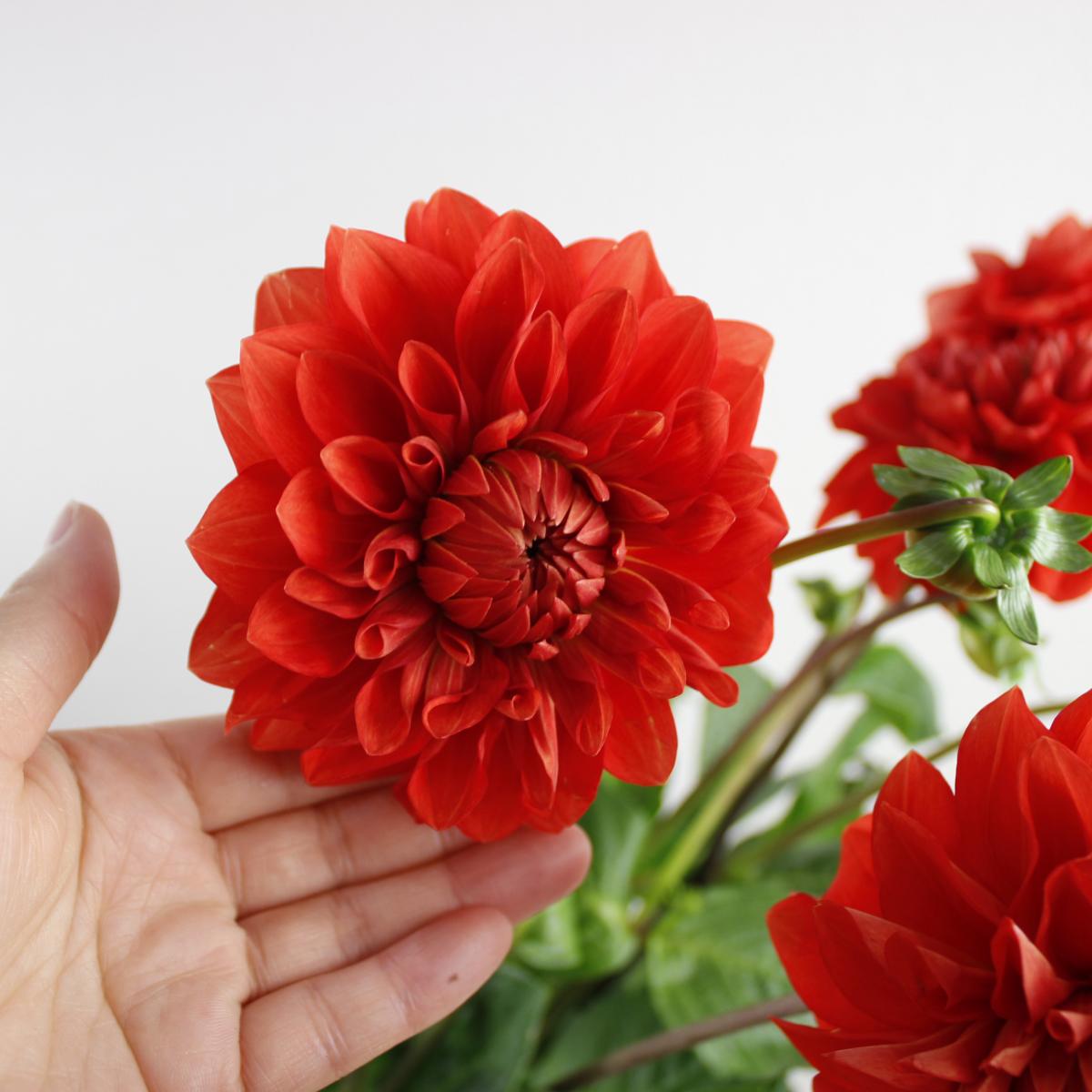 直前 ダリア レッドストーン 50 60cm金井園芸 生花 通販 はなどんやアソシエ 直前 ダリア レッドストーン 50 60cm金井園芸 生花 通販 はなどんやアソシエ