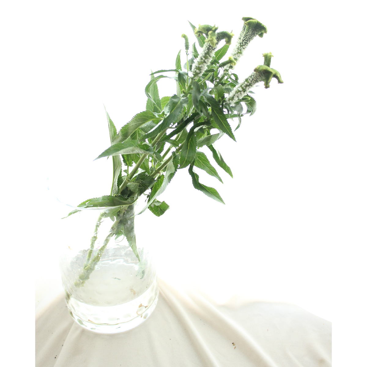 直前 ベロニカ 白 30cm 生花 通販 はなどんやアソシエ 直前 ベロニカ 白 30cm 生花 通販 はなどんやアソシエ