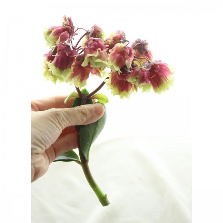 直前0519 Fj カランコエ ウェンディーサニーディ cm八重咲き 通販 はなどんやアソシエ 直前0519 Fj カランコエ ウェンディーサニーディ cm八重咲き 通販 はなどんやアソシエ