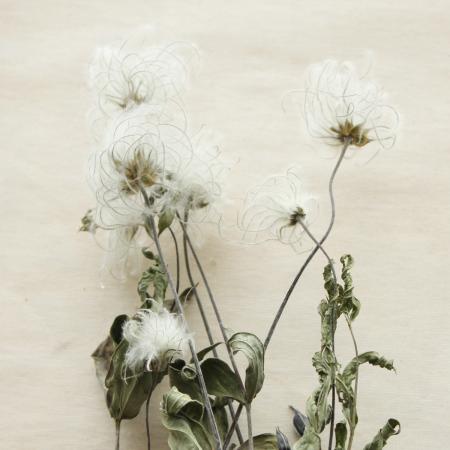 【ドライ】J・flow/クレマチスシード　インテグリフォリア(束約5本)