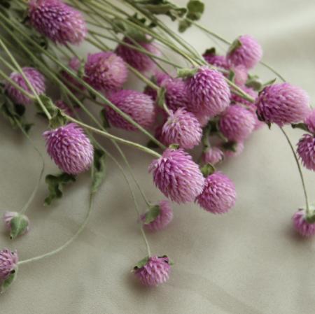 ドライ】J・flow/千日紅 ラベンダー(スプレー・束3〜5本) - 花材通販は