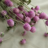 ドライ】J・flow/千日紅 ラベンダー(スプレー・束3〜5本) - 花材