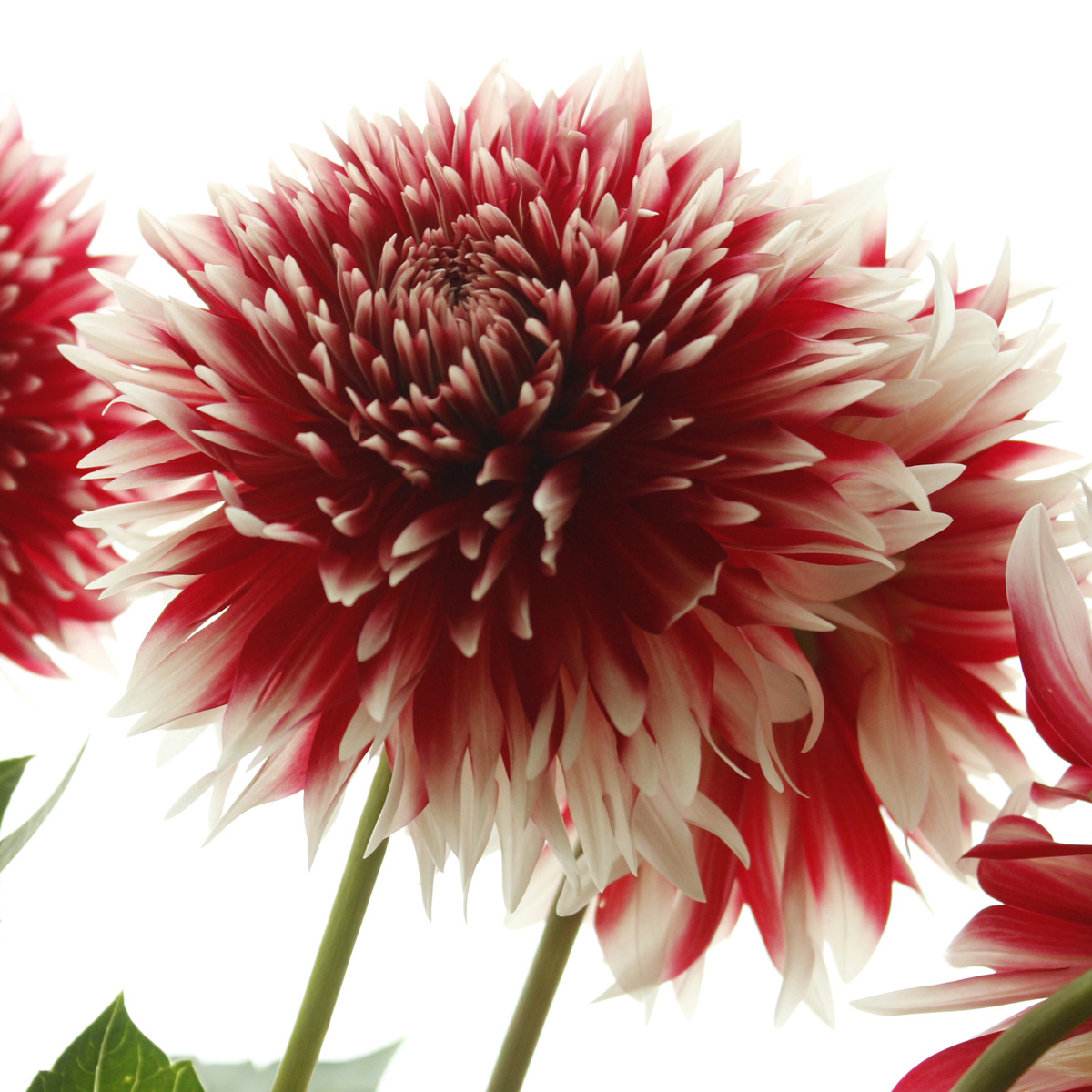 生花】ダリア 祝花(赤白)※火・木・土曜でお受取りを。今週の