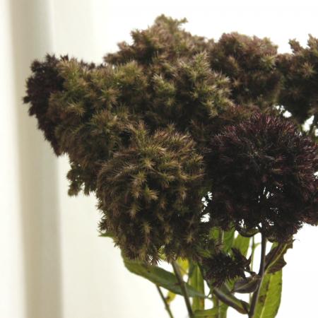 【直前!!】フロックス　ミッドナイトフィーリング40cm