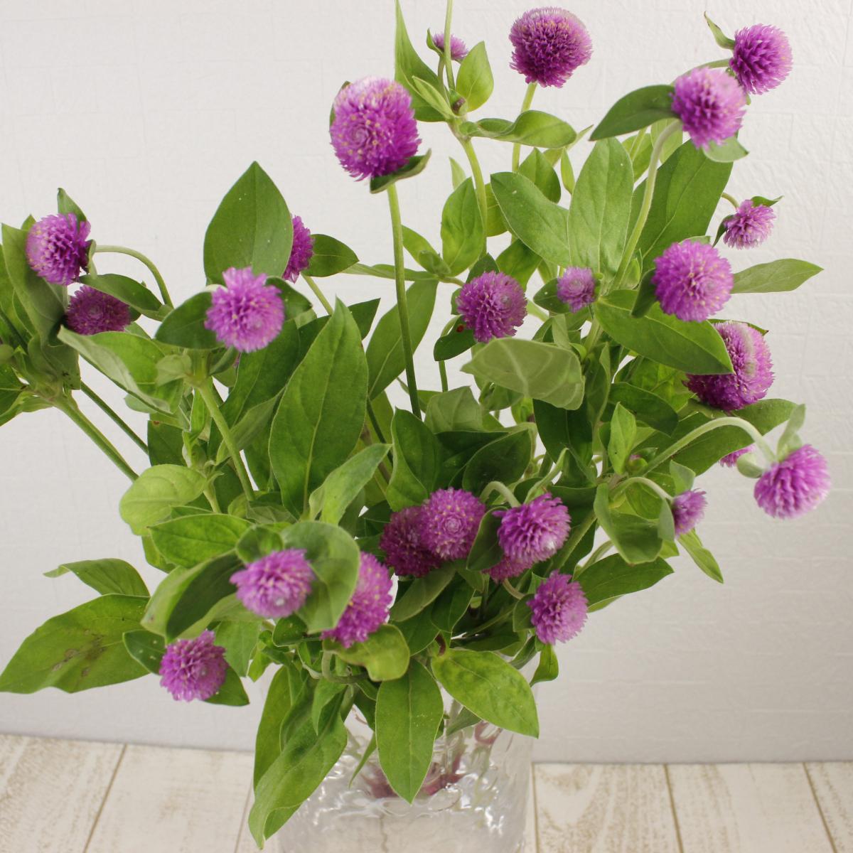 生花 金井園芸の千日紅 ピンク スプレー 生花 金井園芸の千日紅 ピンク スプレー