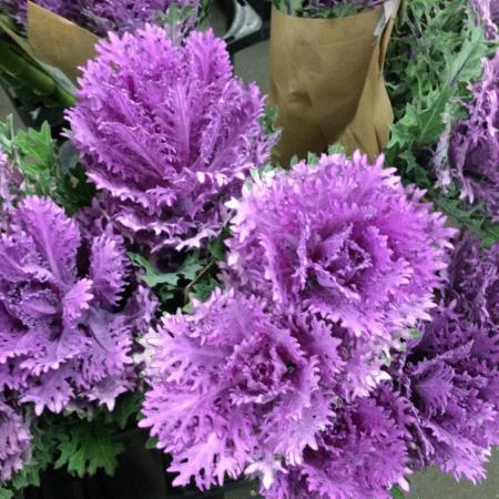 【生花】葉ボタン　フェザーレッド(ギザ葉系)　40cm〜程度　山形市ほか【FJ】