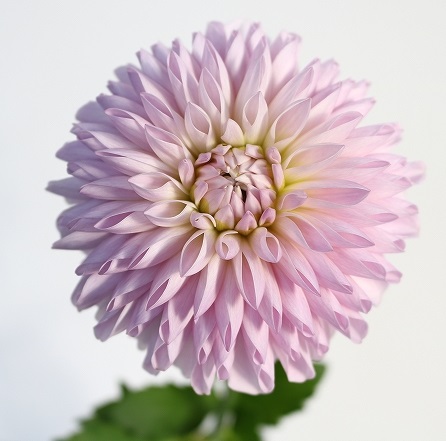 『薄紫色のダリア』 薄紫のダリア