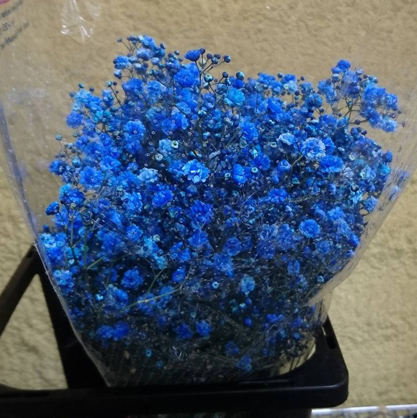 【かすみ草】 ds-ozk-gypsophila-9_0001.jpg?