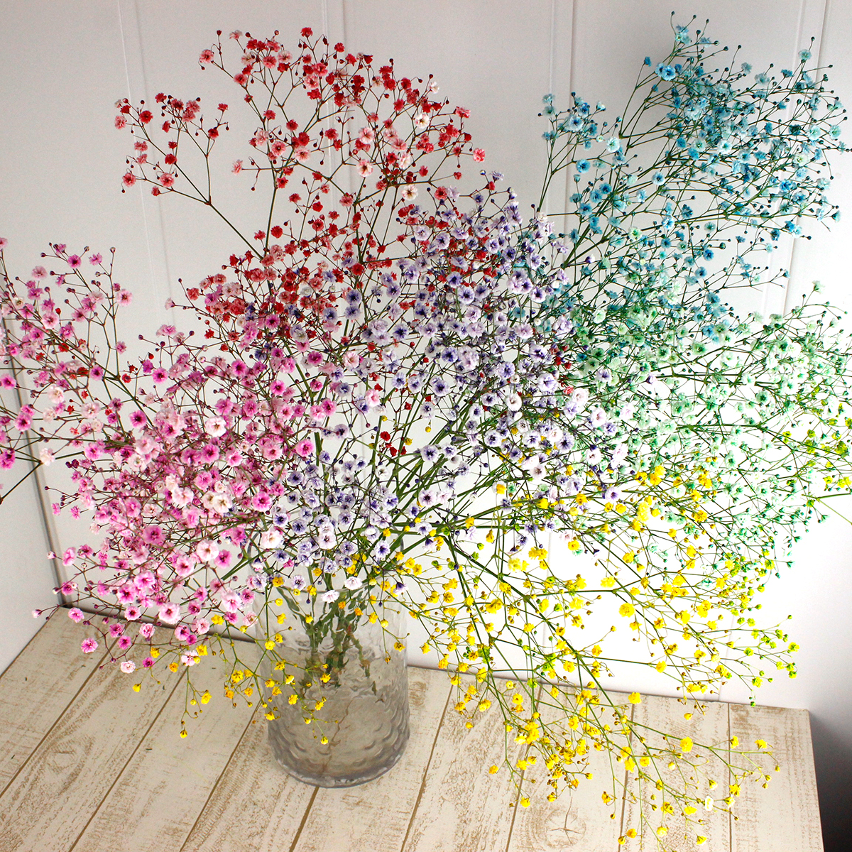 生花 染めカスミ草 紫苑 紫 国産 60cm 早締切 75 通販 はなどんやアソシエ 生花 染めカスミ草 紫苑 紫 国産 60cm 早締切 75 通販 はなどんやアソシエ