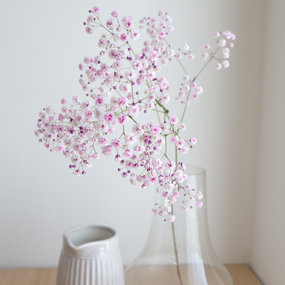 ユニークピンク の かすみ 草 最高の花の画像 ユニークピンク の かすみ 草 最高の花の画像