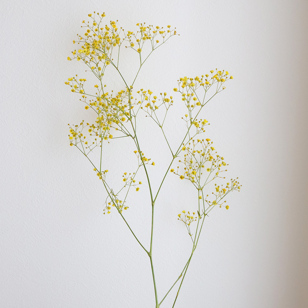 生花 染めカスミ草 菜の花 黄 国産 60cm 早締切 75 通販 はなどんやアソシエ 生花 染めカスミ草 菜の花 黄 国産 60cm 早締切 75 通販 はなどんやアソシエ