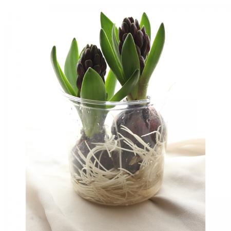 【08直前】球根つき切花ヒヤシンス　スカーレットパール(ピンク)1カップ3球入り【生花】