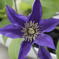 直前 タンザニア産のクレマチス アメイジング オスロ 青紫 通販 はなどんやアソシエ 直前 タンザニア産のクレマチス アメイジング オスロ 青紫 通販 はなどんやアソシエ