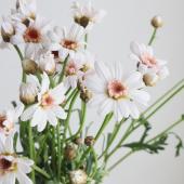 生花】マーガレットドリームムカシス(淡ピンク)50cm程度 佐世保農協