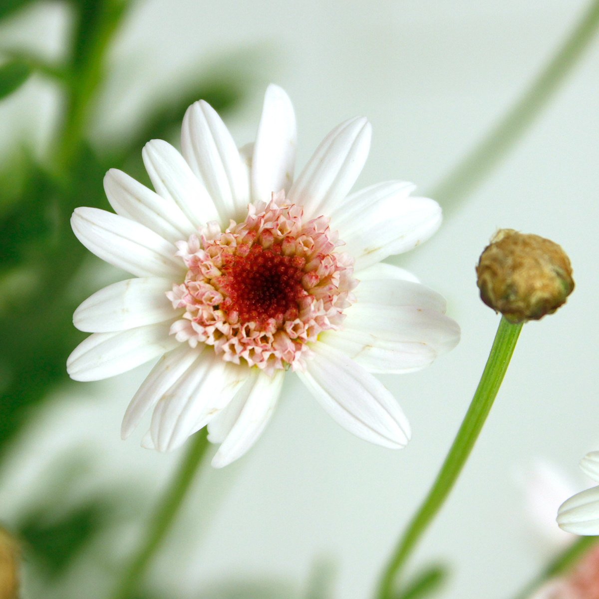 生花 マーガレット カシス 芯赤 ワイルドプランツ吉村 通販 はなどんやアソシエ