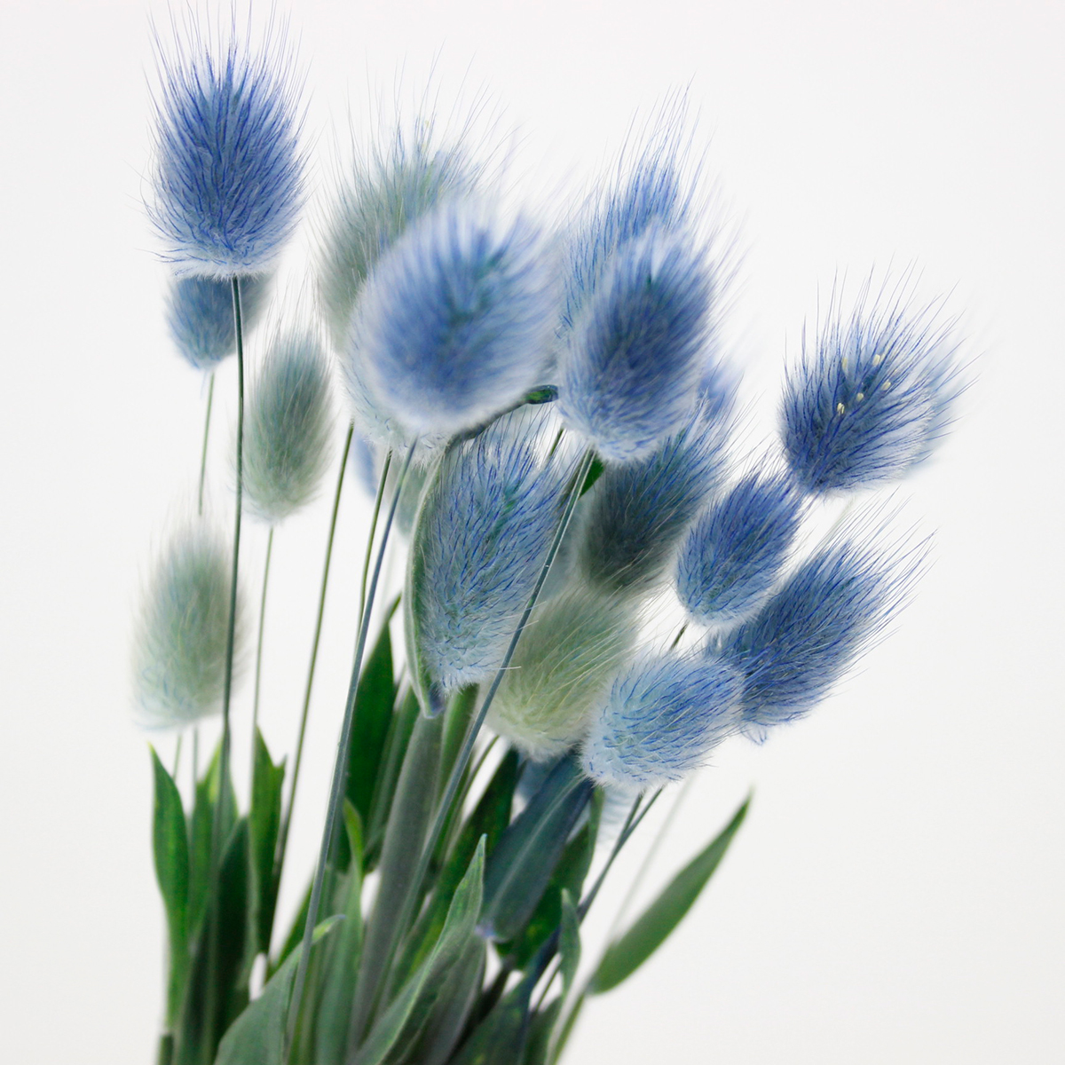 生花】ラグラス(瑠璃兎) 染め・1束約25本 - 花材通販はなどんや