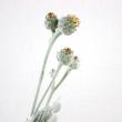 【08直前!!】【生花】セントーレア　マジックシルバー　25cm　※花・葉付き