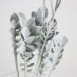 【08直前!!】【生花】セントーレア　マジックシルバー　25cm　※花・葉付き
