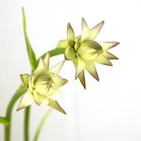 【直前!】長作園さんの金星ギボウシ(花) 70cm【生花】