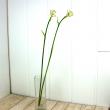 【直前!】長作園さんの金星ギボウシ(花) 70cm【生花】